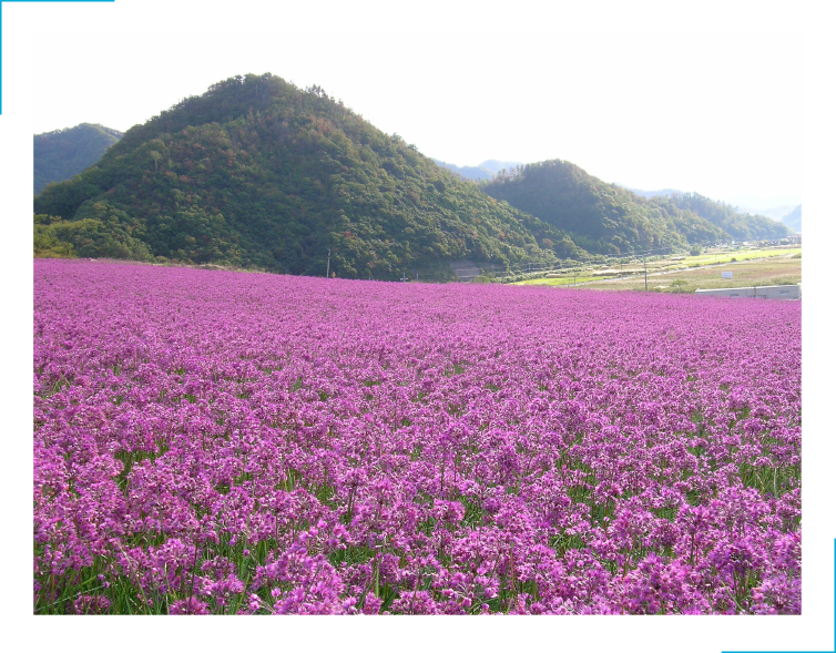 鳥取砂丘付近のらっきょう畑